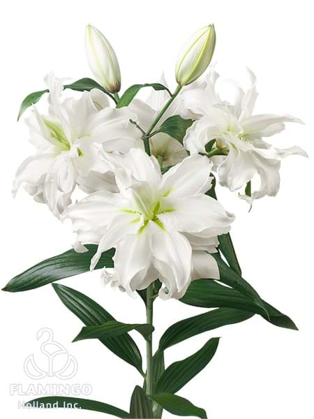 Roselily Ramona®