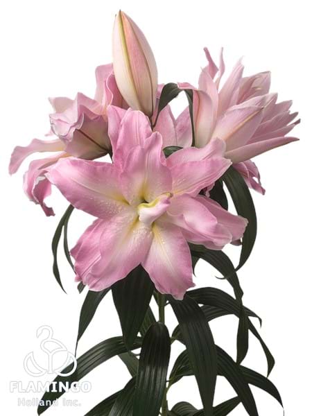 Roselily Roberta®