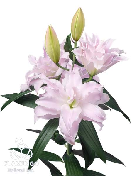 Roselily Sascha®