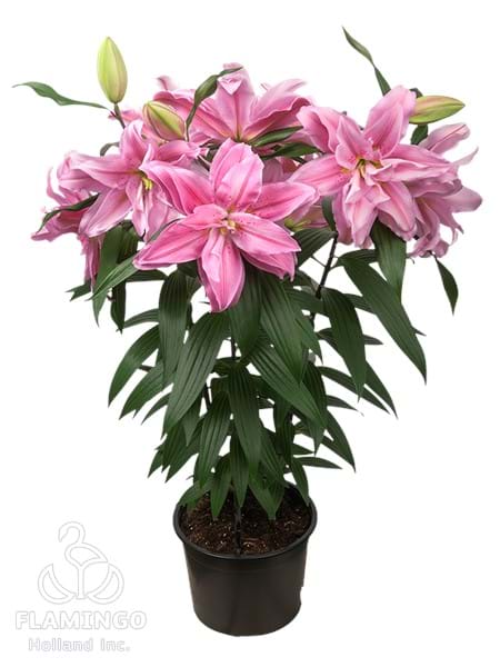 Roselily Sara®