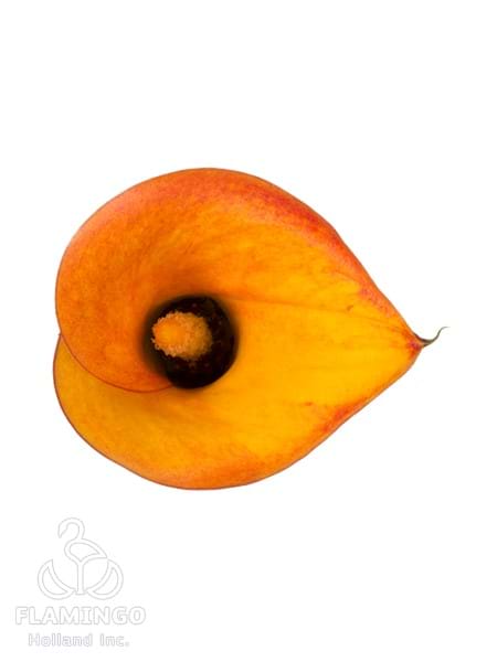 Royal Pumpkin®