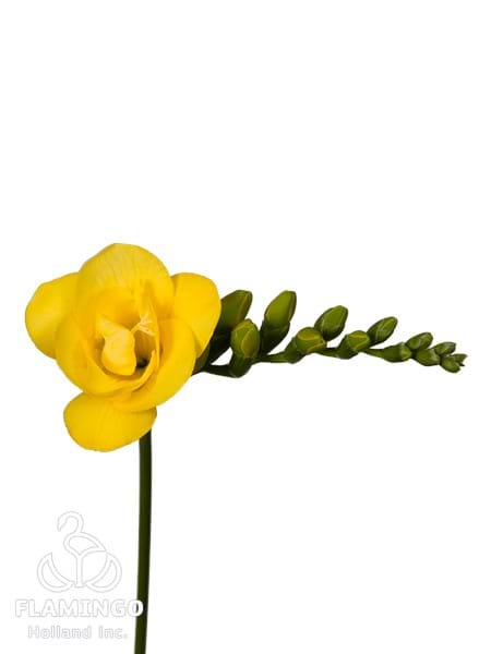 Soleil®