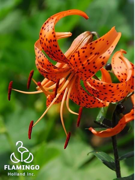 Splendens®