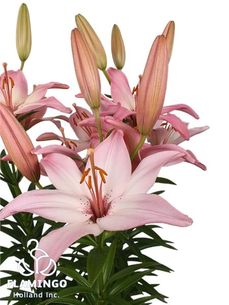 Spring Joy®