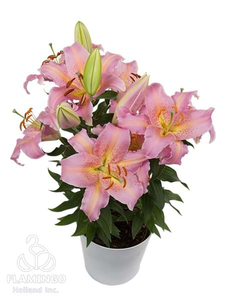 Spring Romance®
