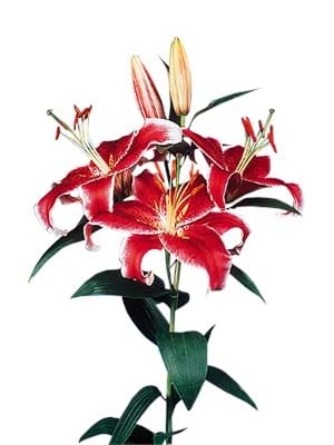 Stargazer®