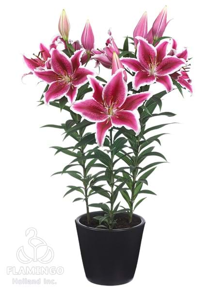 Star Romance®