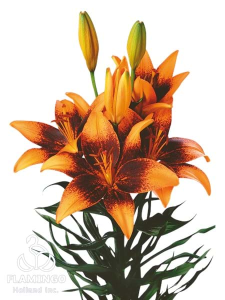 Tango Orange Art®