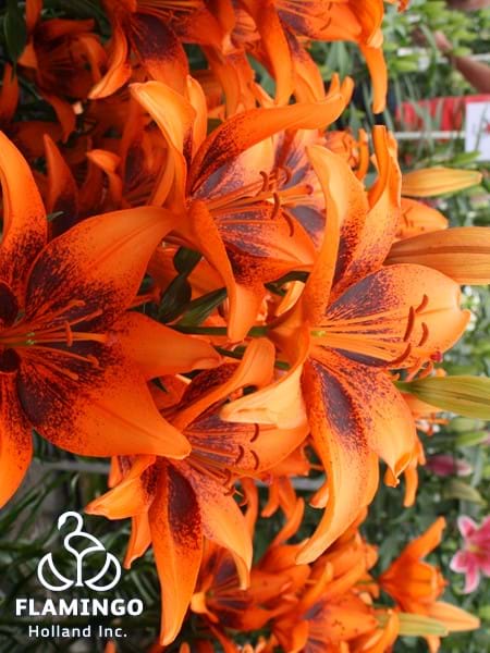 Tango Orange Art®