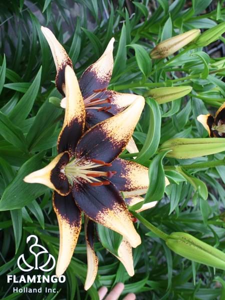 Tango Starbust®