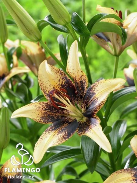Tango Starbust®