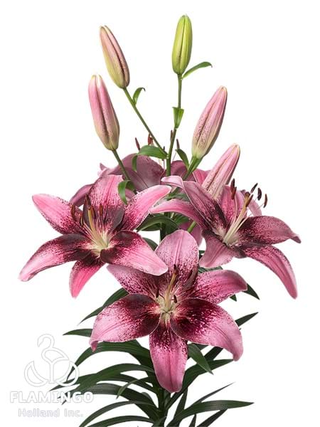 Tango Thesire®
