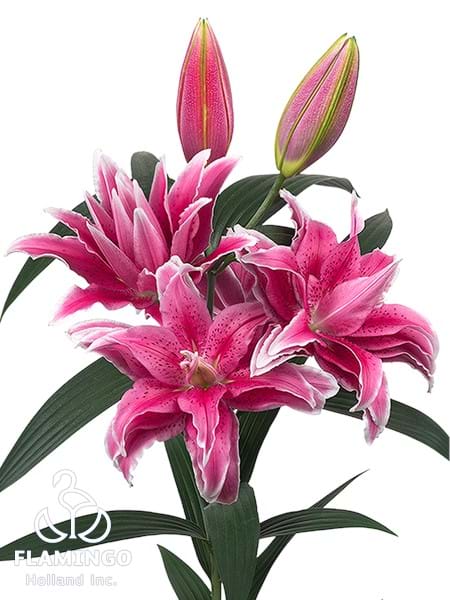 Roselily Tatsjana®