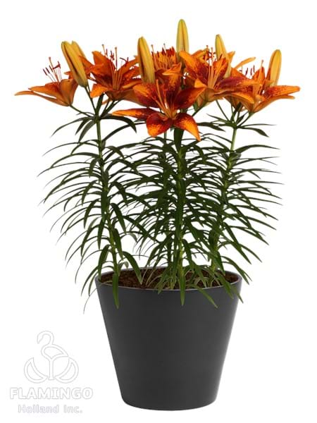 Tiny Orange Sensation®