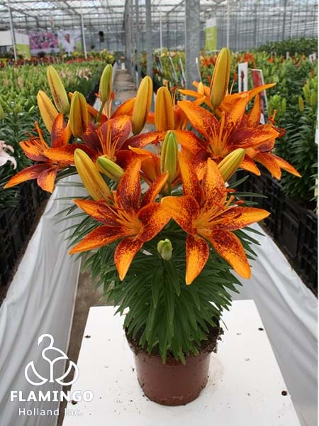 Tiny Orange Sensation®
