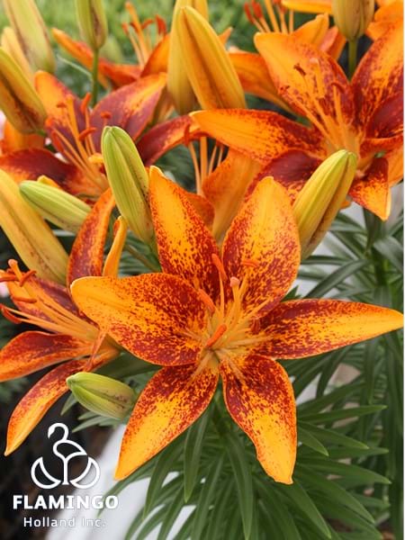 Tiny Orange Sensation®