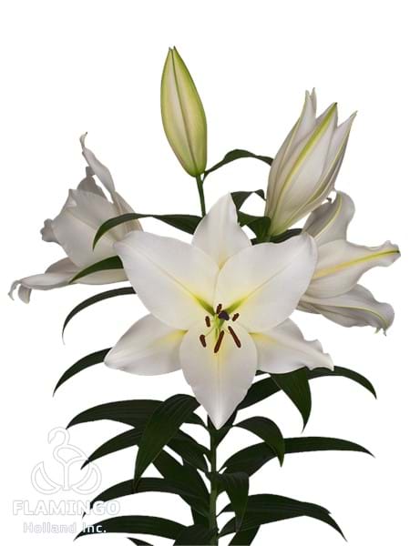 Villa Blanca®