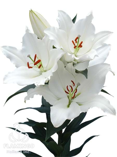 White Renova®