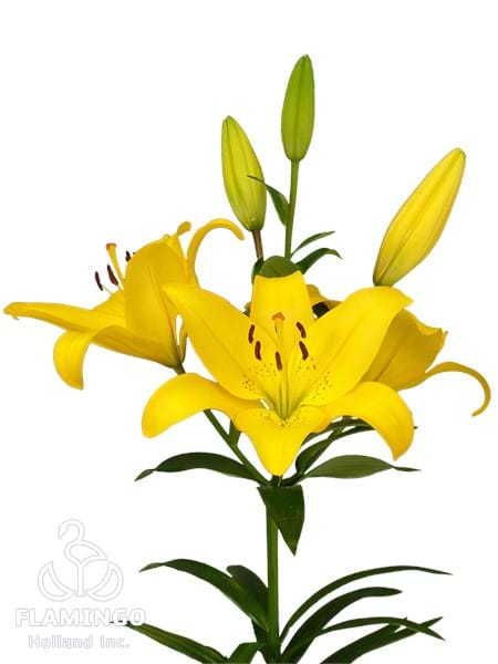Yellow Diamond®