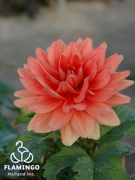 Berliner Orange
