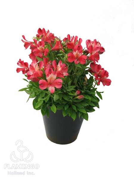 Inca Lolly (Micro)