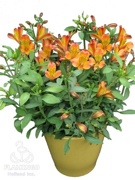 Inca Mambo (Compact)