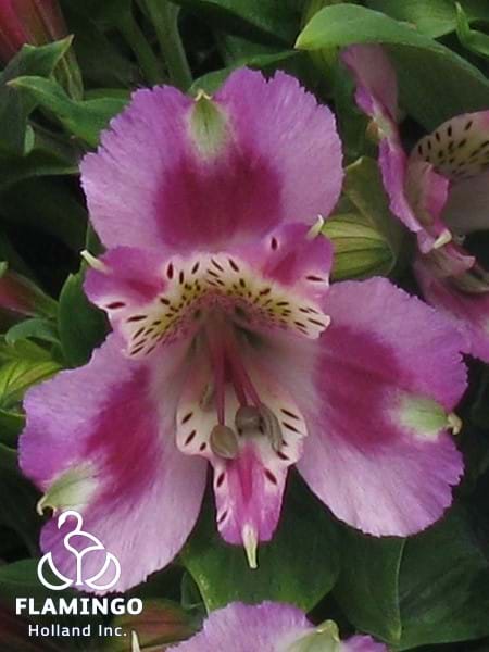 Inca Mystic