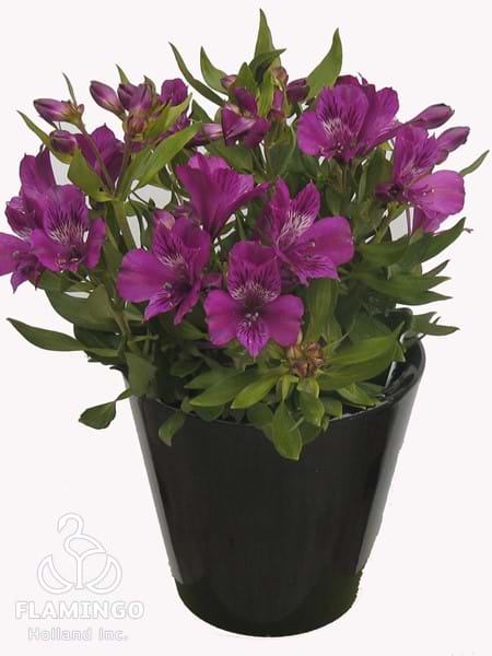 Inca Noble (Micro)