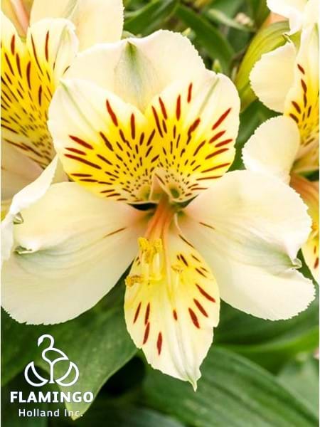 Inca Sundance