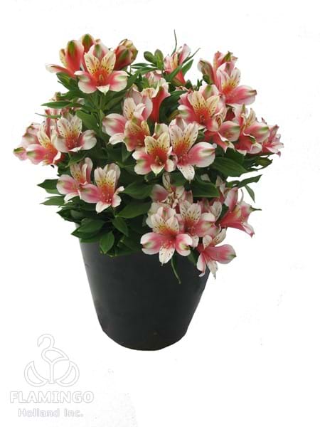 Inca Sweety (Micro)