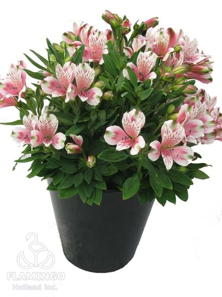 Inca Toto (Micro)