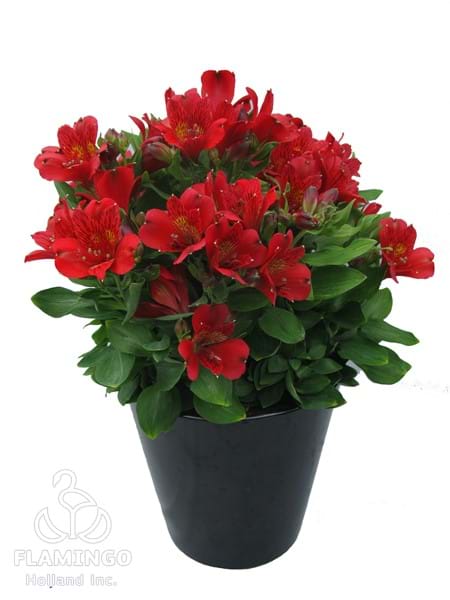 Inca Vito (Micro)