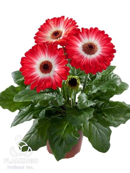 Maxi Eyecatcher Red