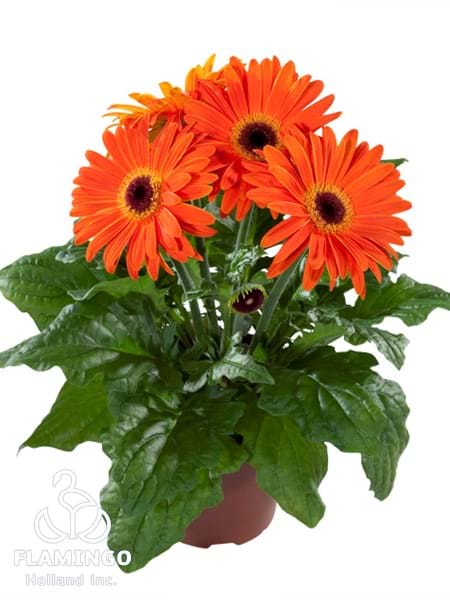 Maxi Orange (Black center)