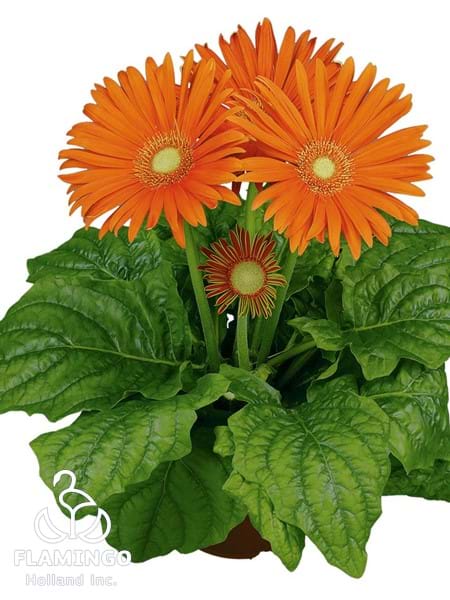Maxi Orange (Green center)