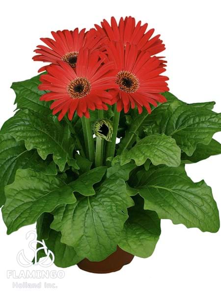 Maxi Red (Black center)