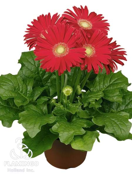 Maxi Red (Green center)
