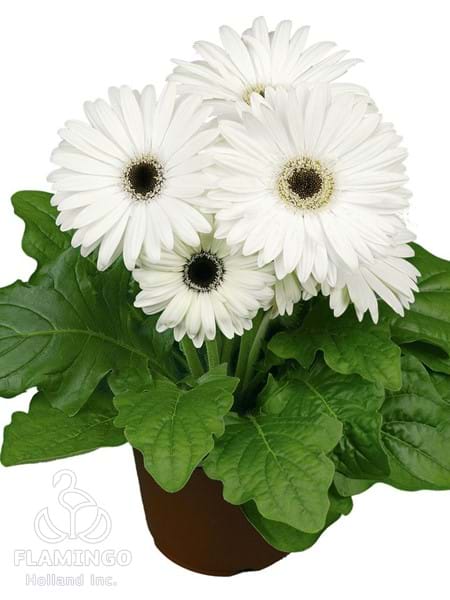 Maxi White (Black center)