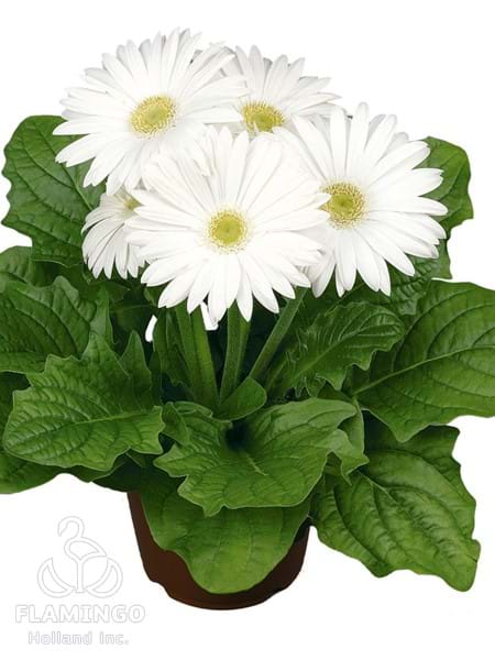 Maxi White (Green center)