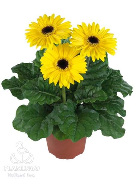 Maxi Yellow (Black center)