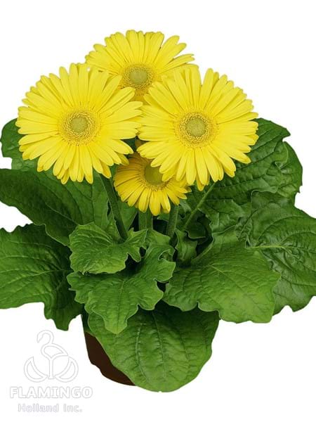 Maxi Yellow (Green center)