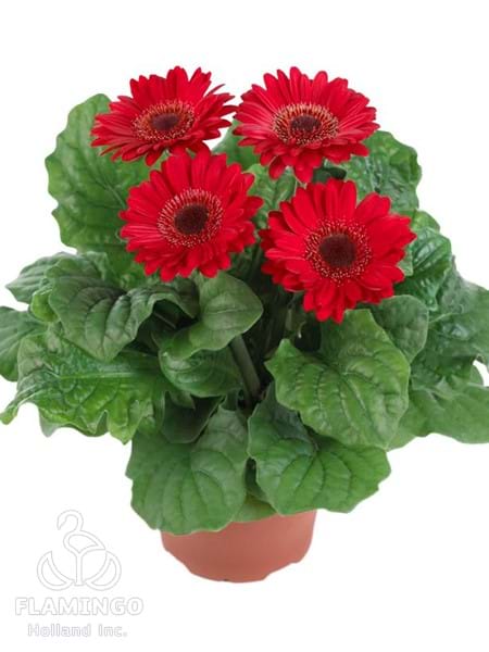 Micro Red (Black center)