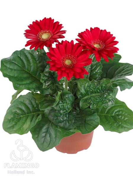 Micro Red (Green center)