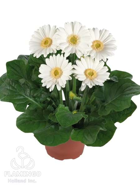 Micro White