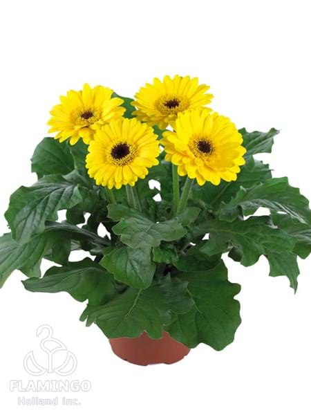 Micro Yellow (Black center)