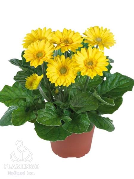 Micro Yellow (Green center)