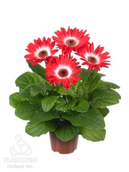 Midi Eyecatcher Red
