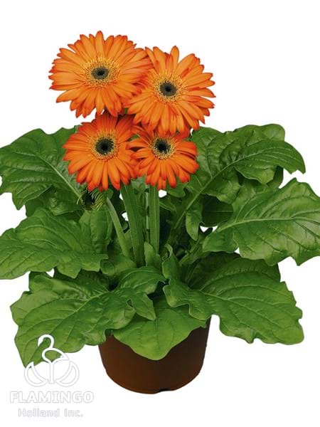 Midi Orange (Black center)