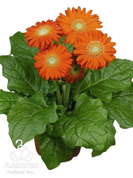 Midi Orange (Green center)