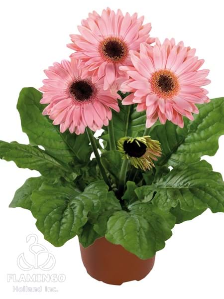Midi Pink (Black center)
